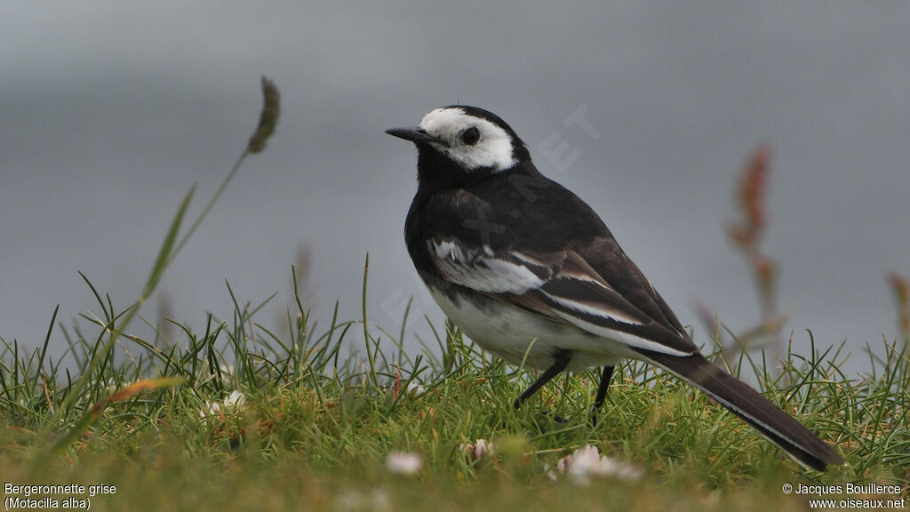 White Wagtail