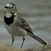 White Wagtail