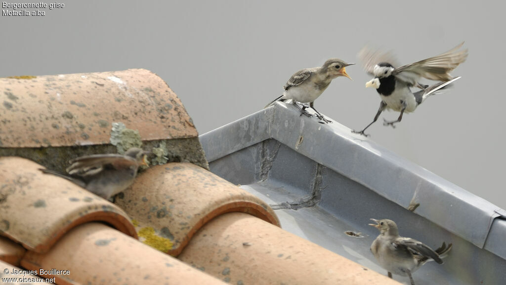 White Wagtail