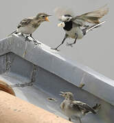 White Wagtail