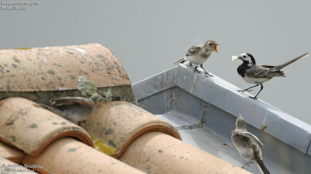 White Wagtail