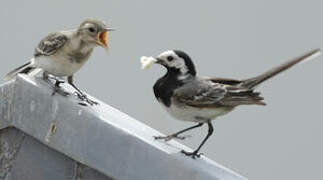 White Wagtail