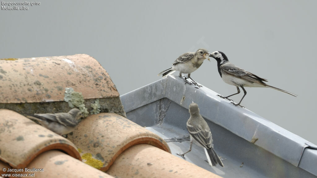 White Wagtail