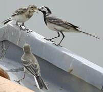 White Wagtail