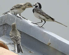 White Wagtail