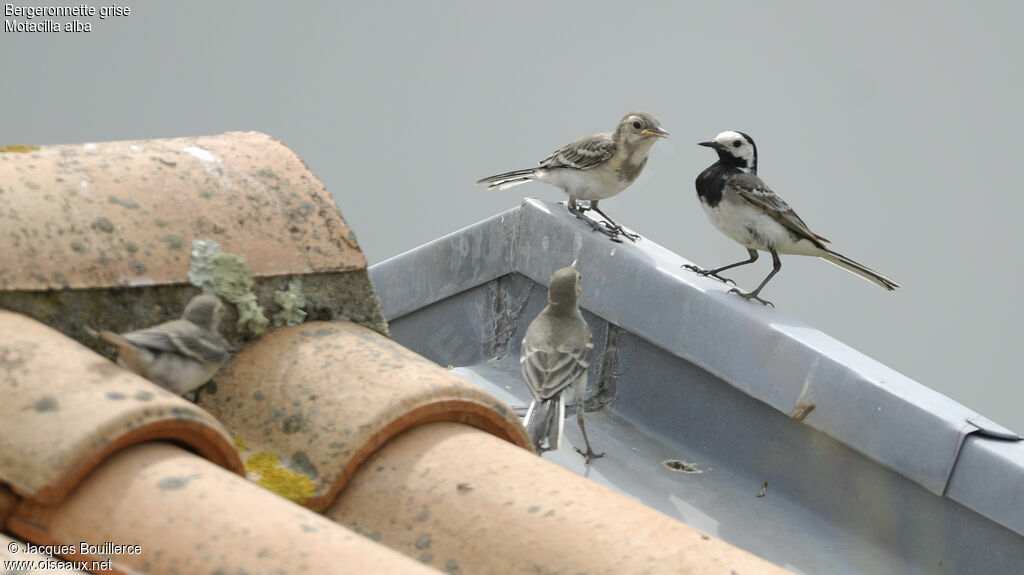 White Wagtail