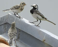 White Wagtail