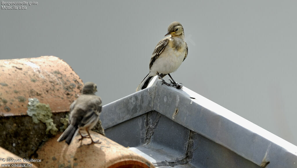 White Wagtail