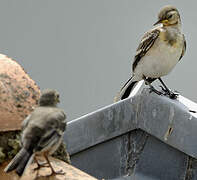 White Wagtail