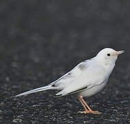 White Wagtail