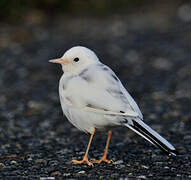 White Wagtail