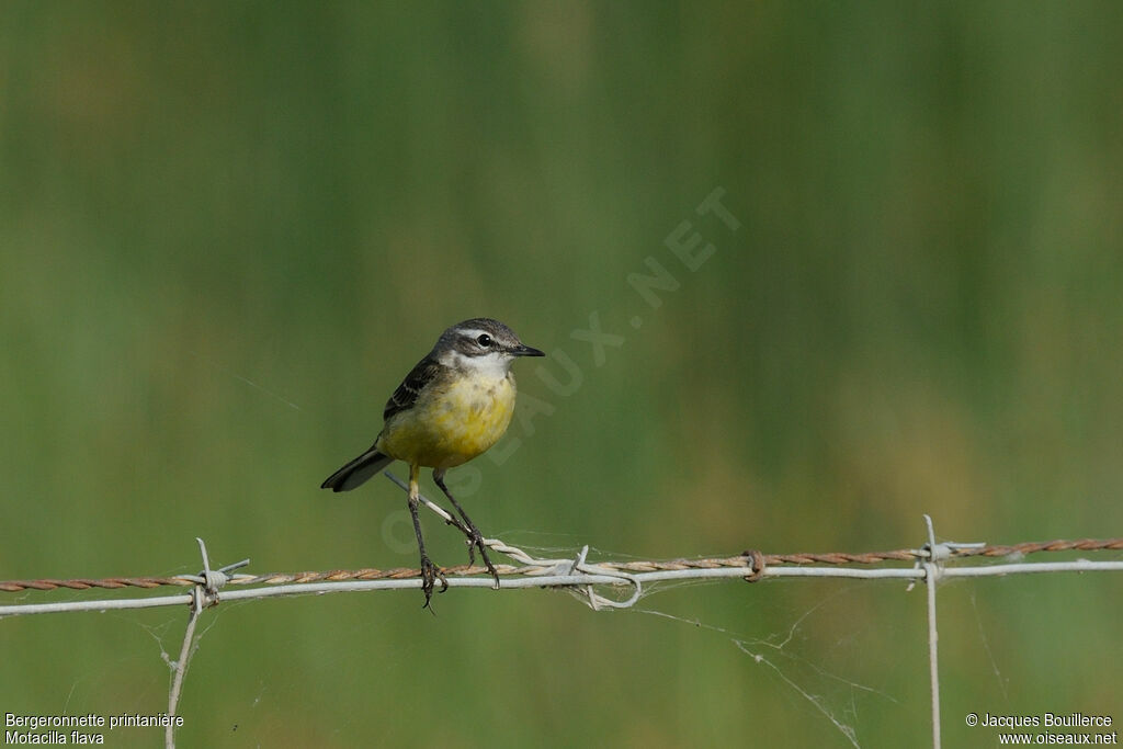 Western Yellow Wagtailadult