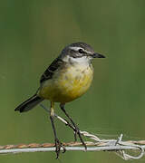 Western Yellow Wagtail