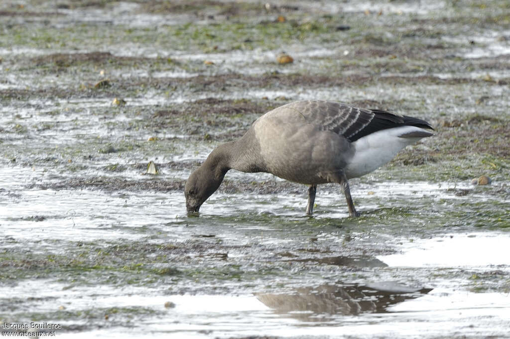 Brant GooseFirst year, identification