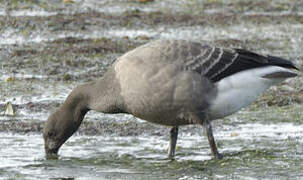 Brant Goose