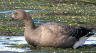 Brant Goose