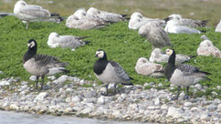 Barnacle Goose