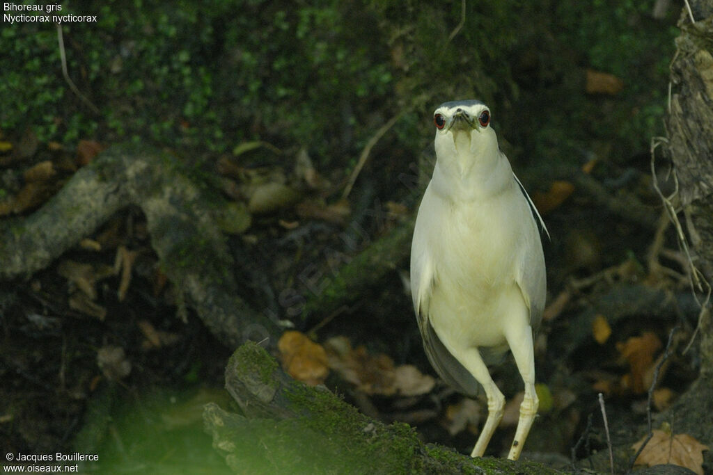 Black-crowned Night Heron