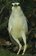 Black-crowned Night Heron