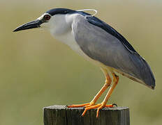 Black-crowned Night Heron