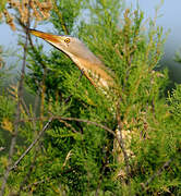 Little Bittern