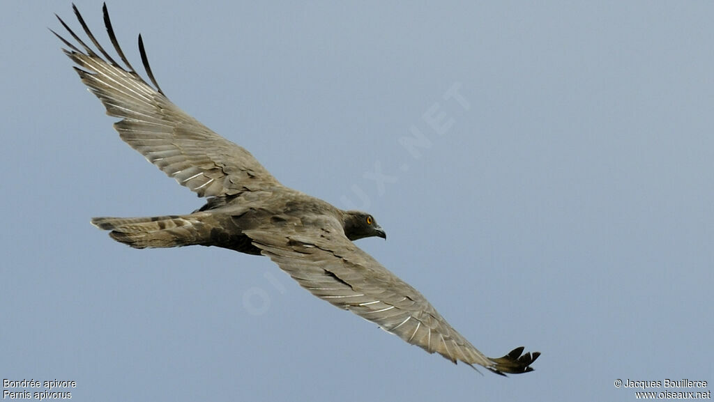 European Honey Buzzard