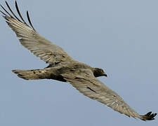 European Honey Buzzard