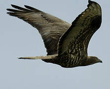 European Honey Buzzard