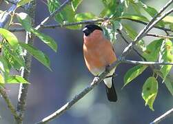 Eurasian Bullfinch