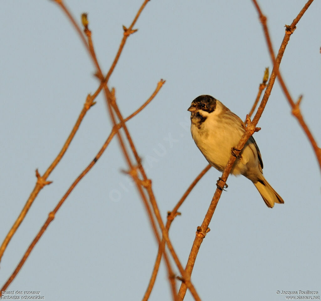 Common Reed Bunting male adult