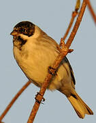 Common Reed Bunting