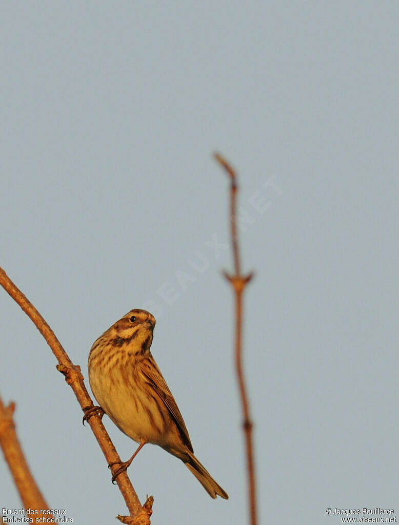 Common Reed Bunting female adult