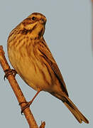 Common Reed Bunting