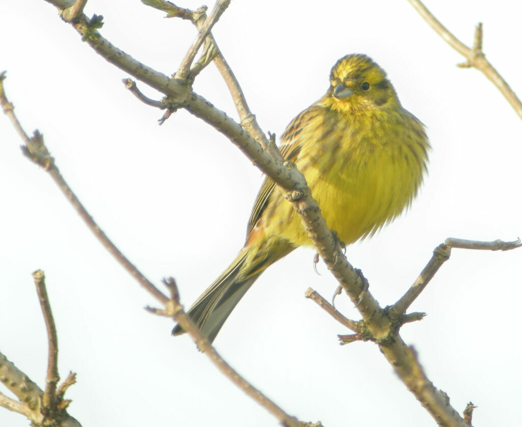 Bruant jaune