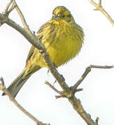 Yellowhammer