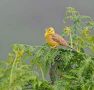 Yellowhammer