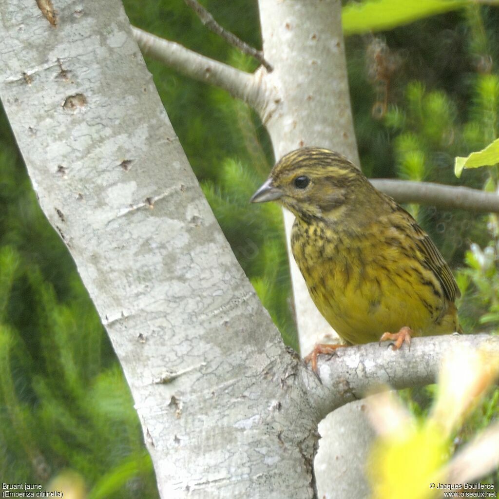 Bruant jaune