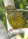Bruant jaune