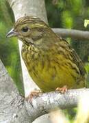 Yellowhammer