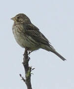 Corn Bunting