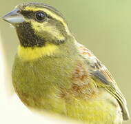 Cirl Bunting