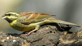 Cirl Bunting