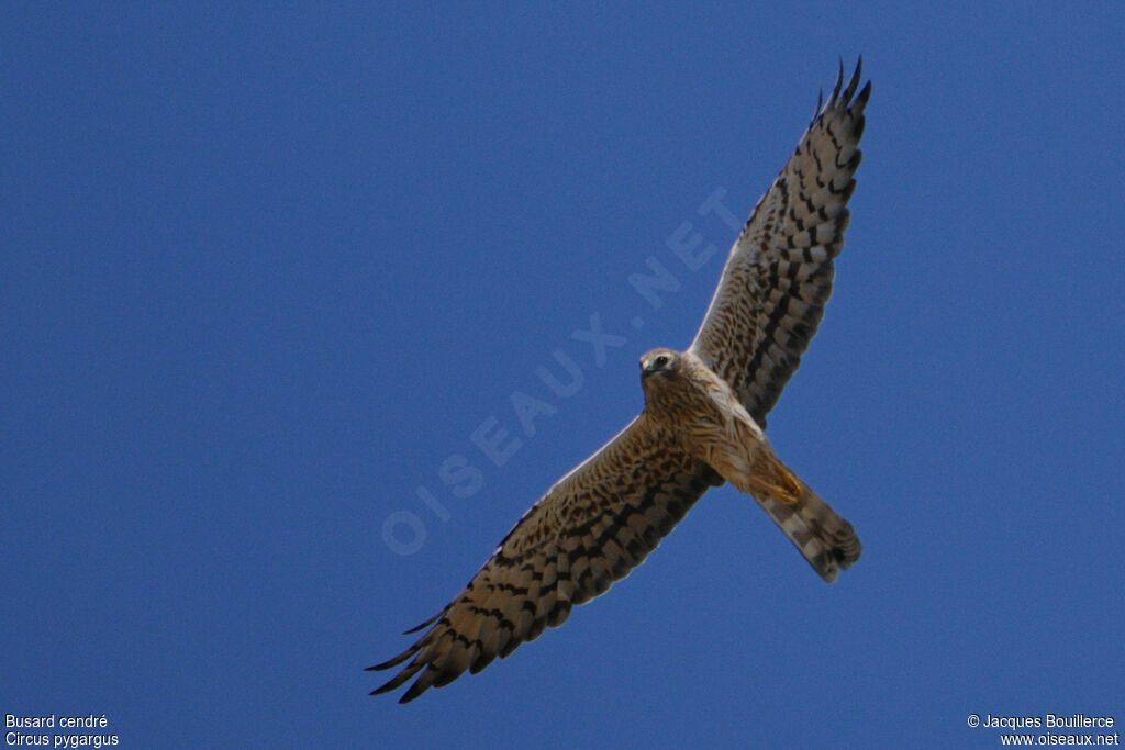 Montagu's Harrier female adult