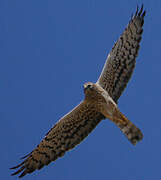 Montagu's Harrier