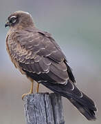 Montagu's Harrier