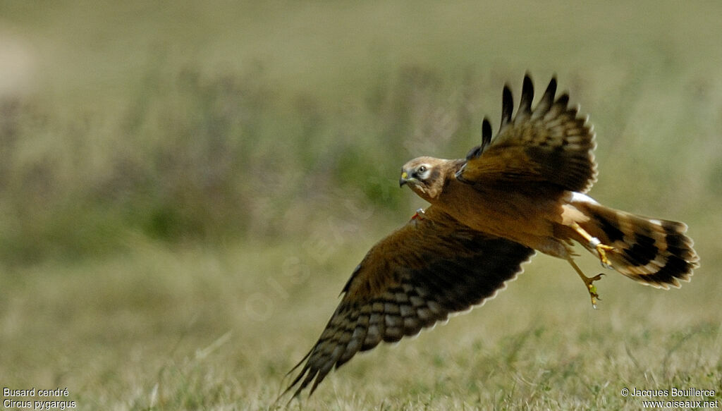 Montagu's Harrierjuvenile