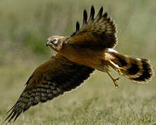 Montagu's Harrier