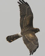 Montagu's Harrier