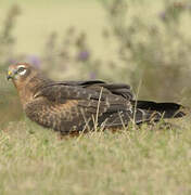 Montagu's Harrier