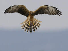 Montagu's Harrier